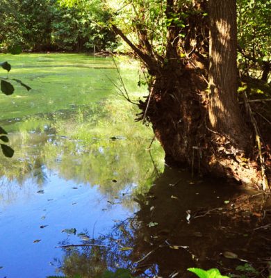 weiher-web Der Teich hinter dem Hof