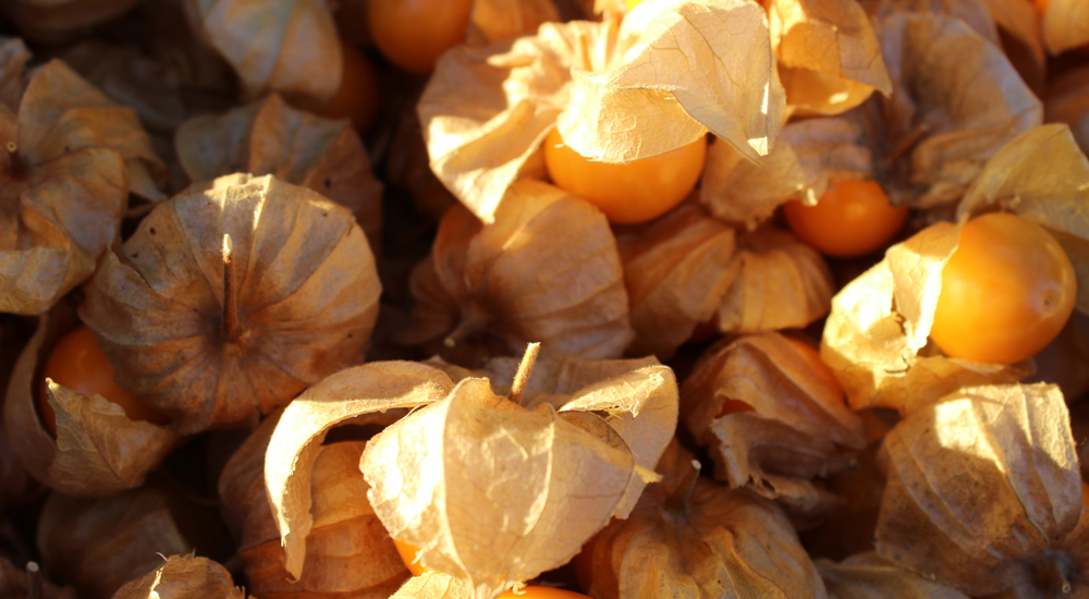 Bio Physalis aus Nachbars Garten