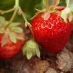 BIO Erdbeeren