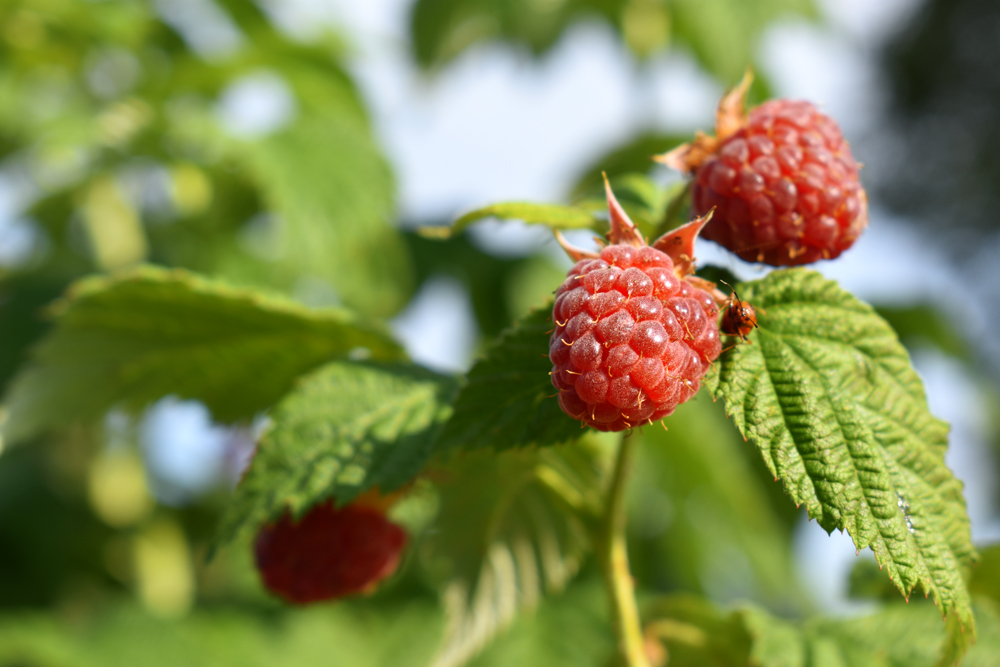 Himmmbeeren!