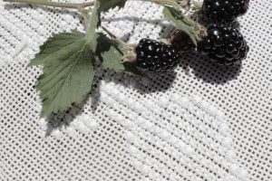 BIO Brombeeren