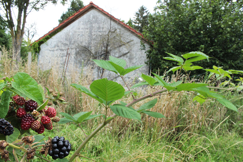 BIO Brombeeren hinterm Haus