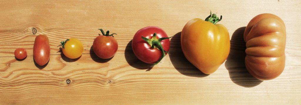 BIO Tomaten aus OÖ